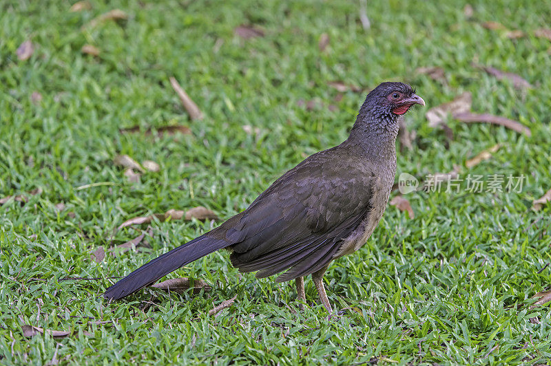 Chaco chachalaca (Ortalis canicollis)是蟋蟀科的一种鸟类。发现于巴西潘塔纳尔地区。